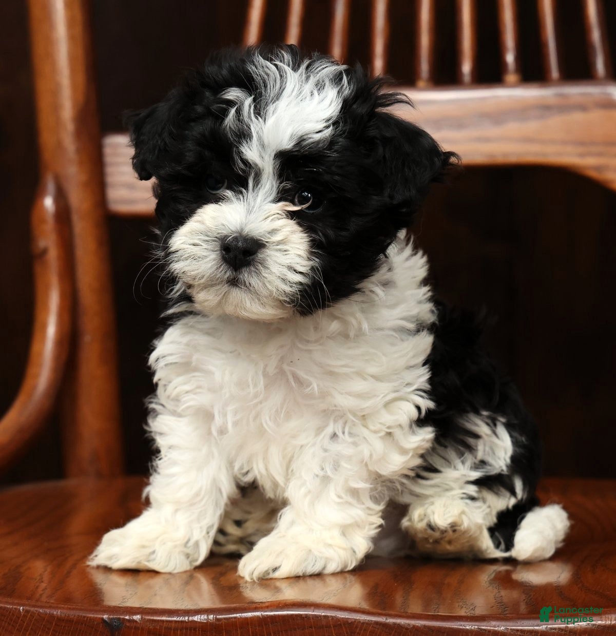 Havanese dogs Arrow - Ad 1