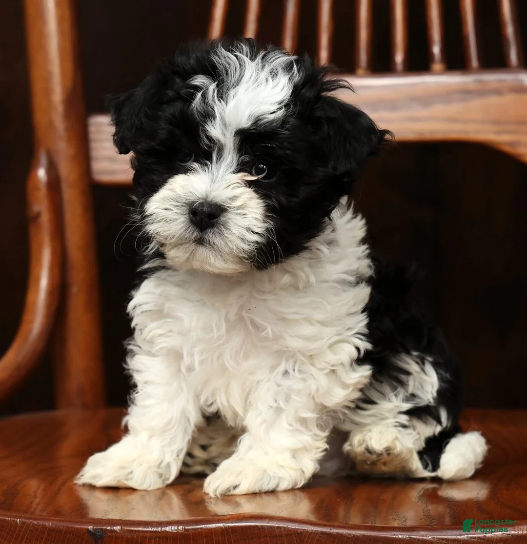 Havanese dogs for sale: Arrow - Ad 1
