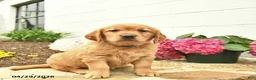 Golden Retriever dogs for sale: Cali  - Ad 3
