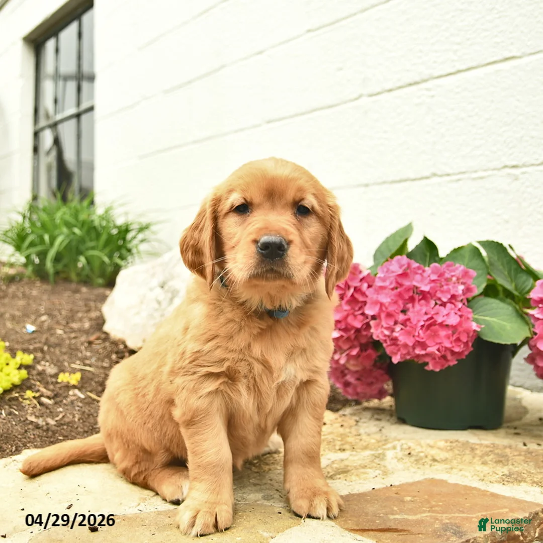 Golden Retriever dogs for sale: Cali  - Ad 3