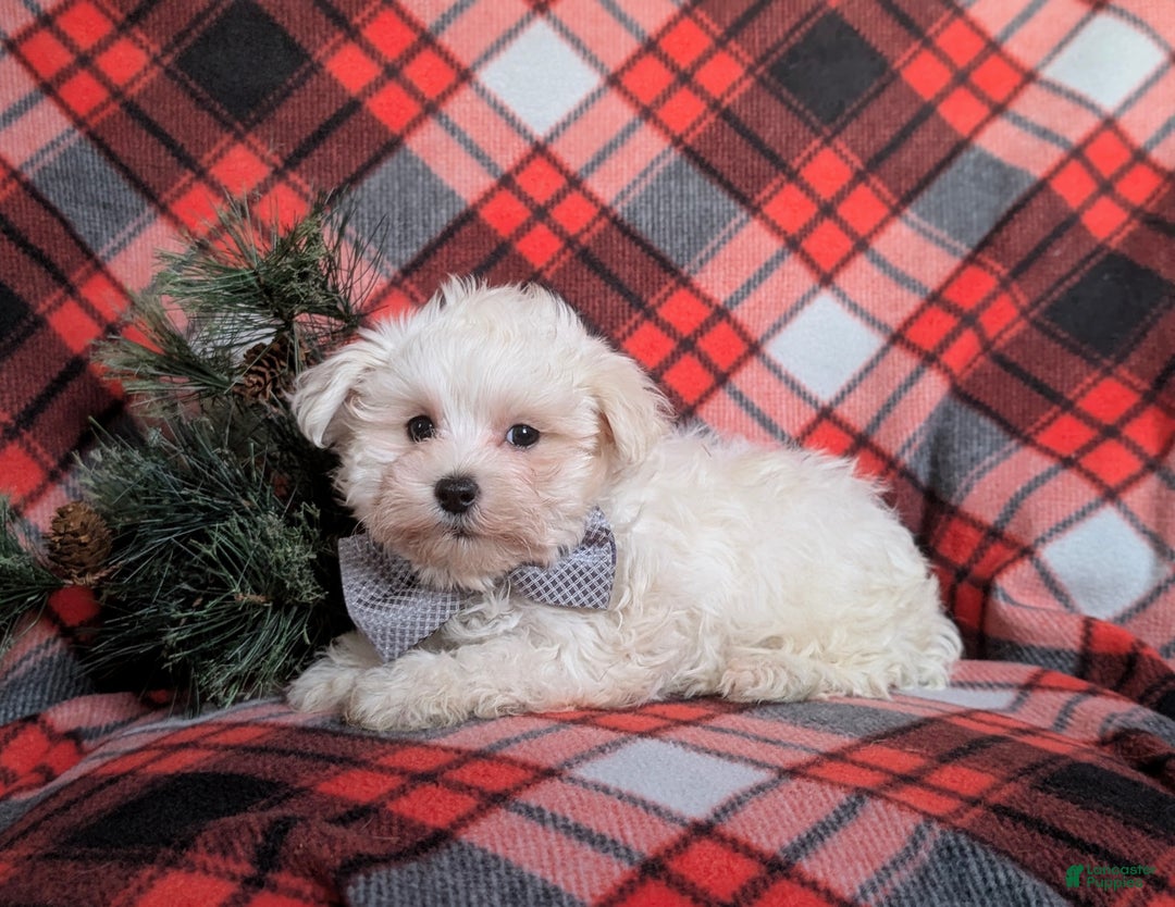 Maltese dogs for sale: Austin 7 lbs Full Grown - Ad 6