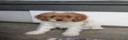 Cavapoo dogs for sale: Susanna - Ad 3