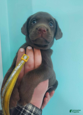 Labrador Retriever dogs Almond Joy - Ad 1