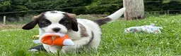 Saint Bernard dogs for sale: Babbles - Ad 4