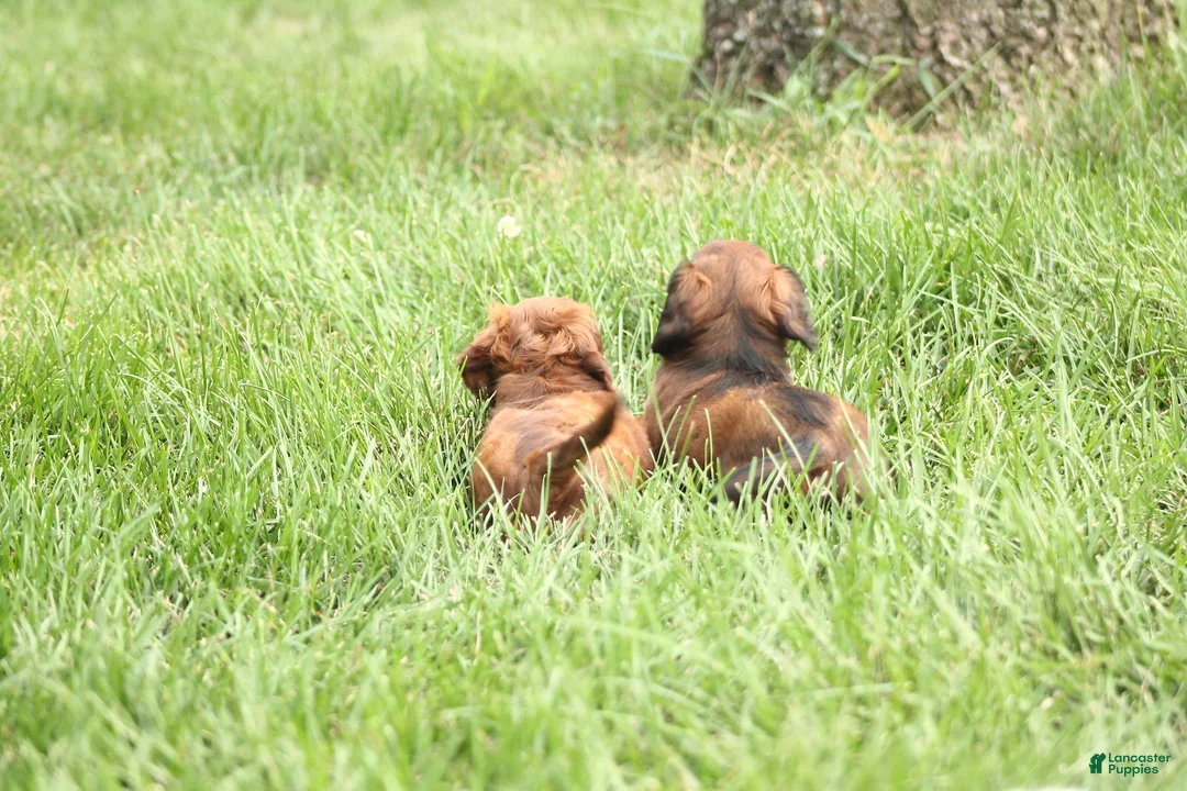 Dachshund dogs for sale: Sage - Ad 7