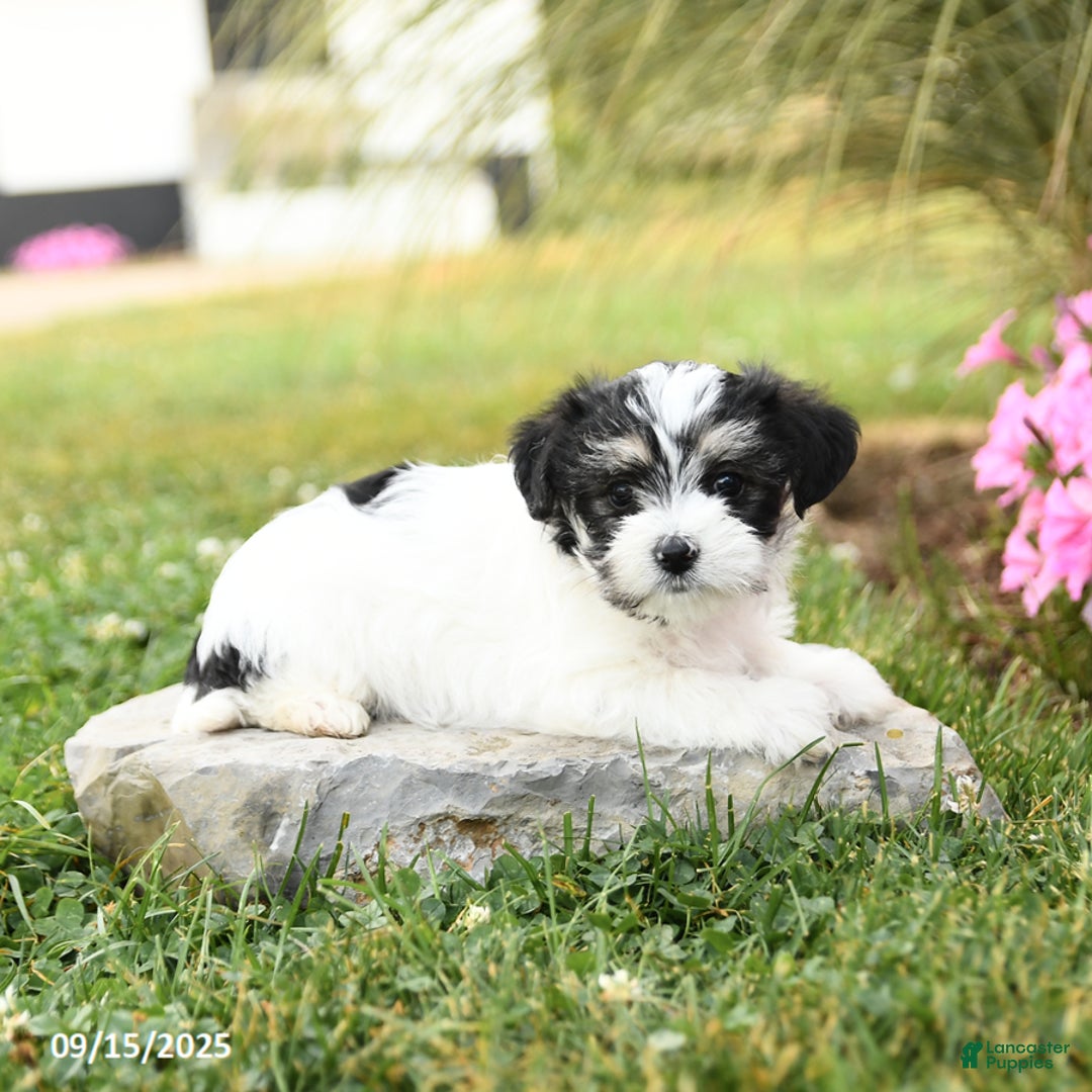 Morkie dogs for sale: Teddy - Ad 6