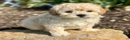 Maltipoo dogs for sale: Charlie - Ad 6