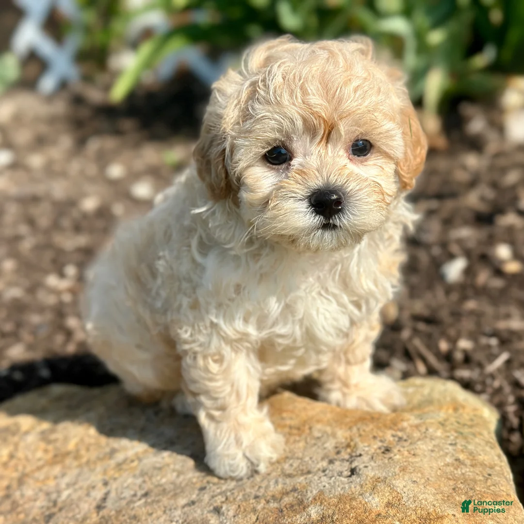 Maltipoo dogs for sale: Charlie - Ad 6