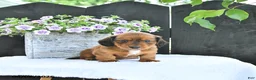 Dachshund dogs for sale: Cole - Ad 2