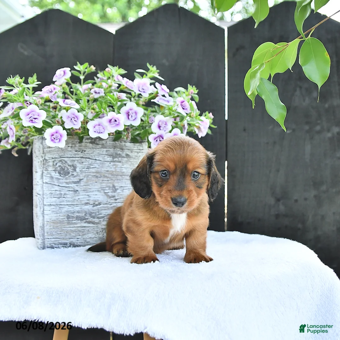 Dachshund dogs for sale: Cole - Ad 2