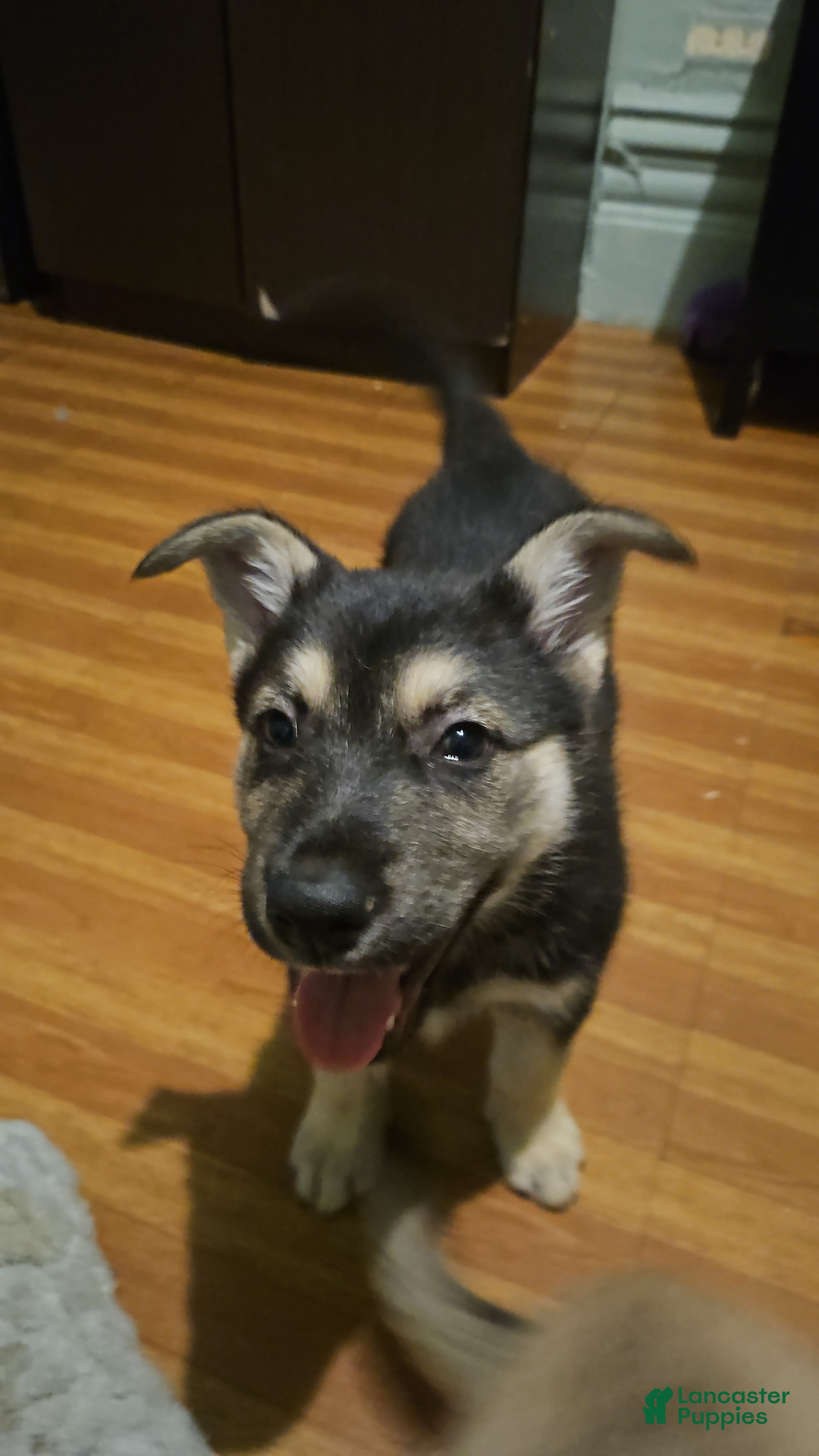 Gerberian Shepsky dogs Leif - Ad 2