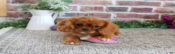 Cavalier King Charles Spaniel dogs for sale: Dreamer - Ad 6