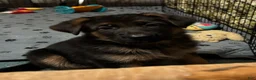German Shepherd dogs for sale: Veronica - Ad 6
