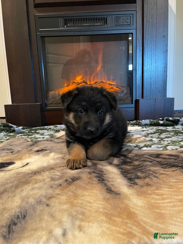 German Shepherd dogs Lyra - Ad 34