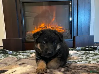 German Shepherd dogs Lyra - Ad 34