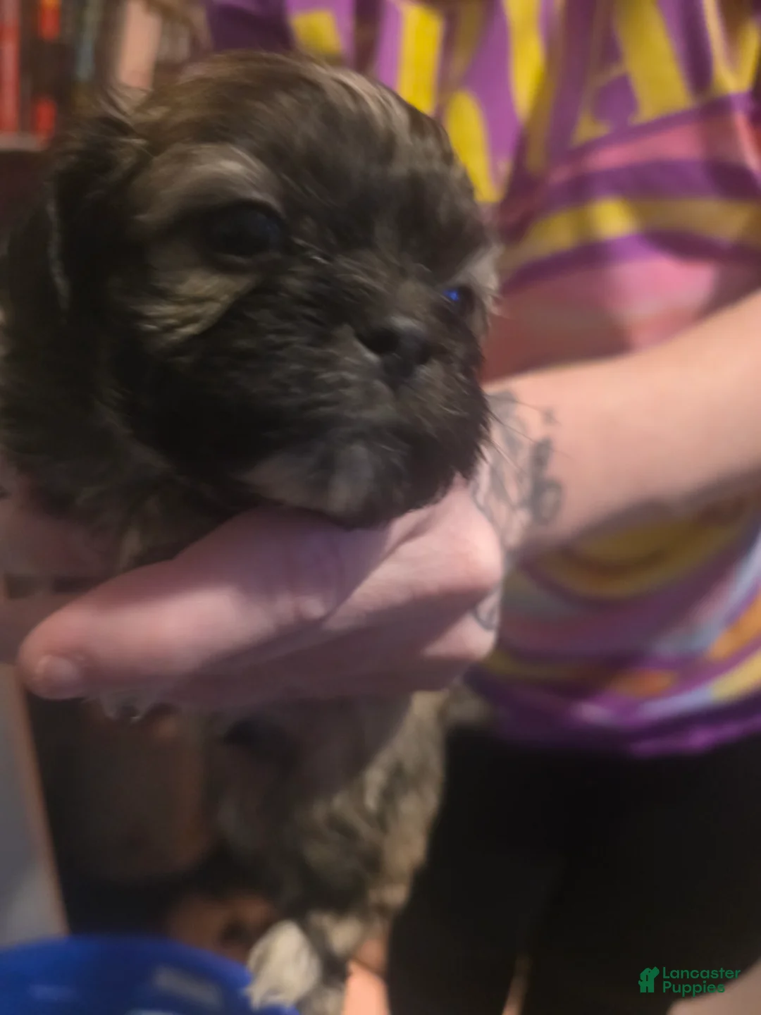 Mixed Breed dogs for sale: Mixed Breed 2 - Ad 2