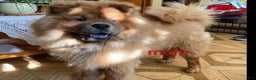 Chow Chow dogs for sale: Foxy  - Ad 10