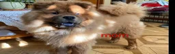 Chow Chow dogs for sale: Foxy  - Ad 10