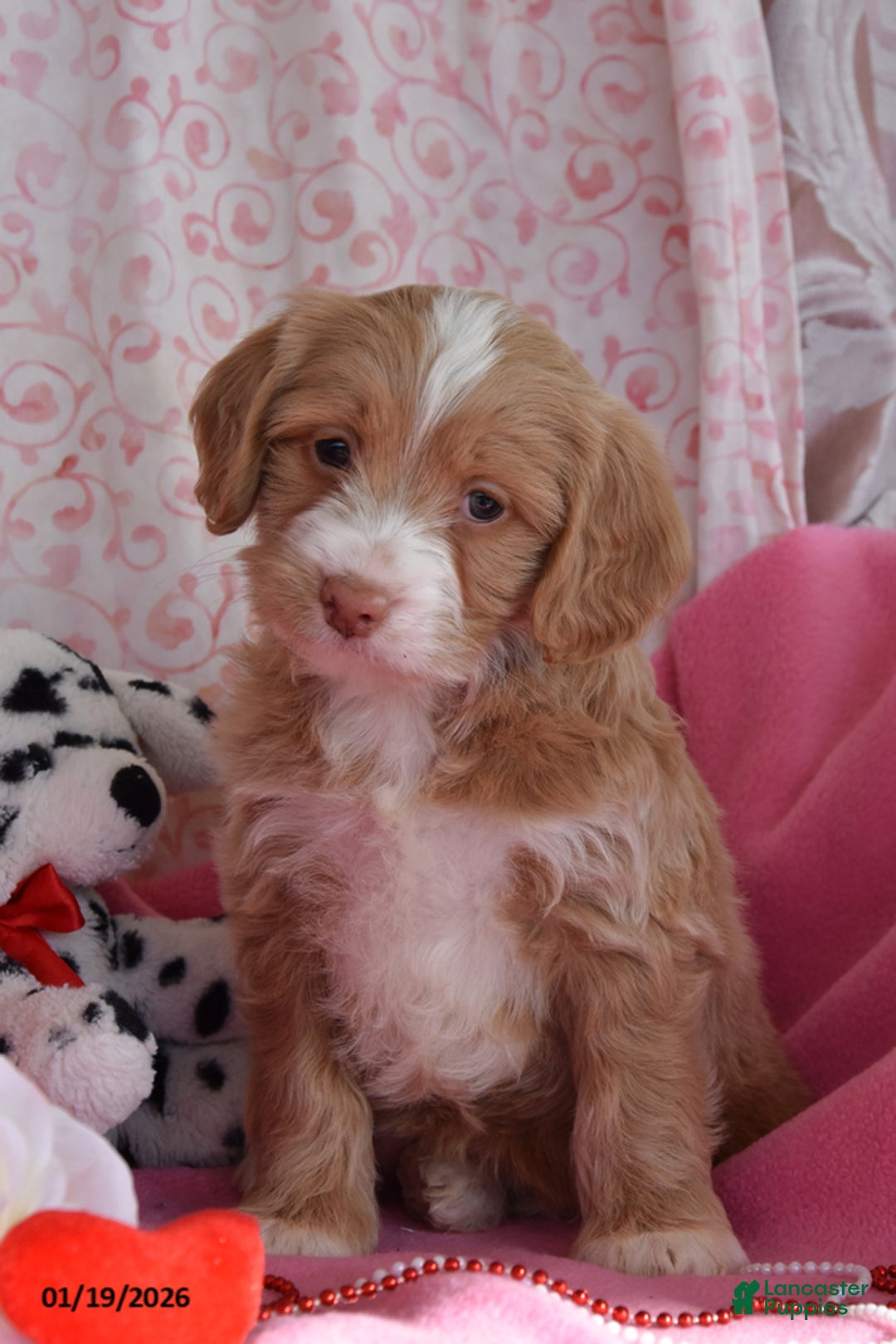 Cockapoo dogs for sale: Nora - Ad 2