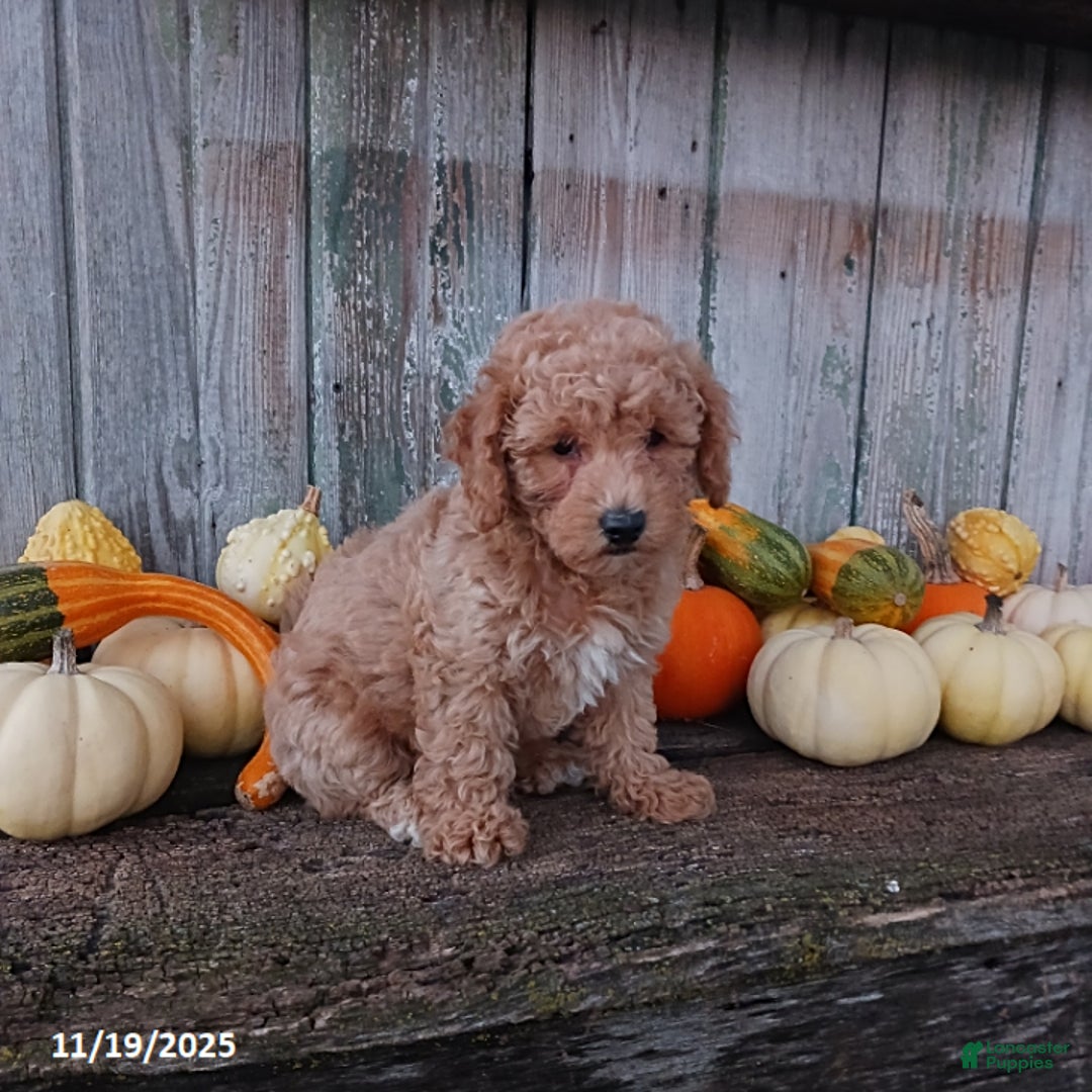 Bichpoo dogs for sale: Sally - Ad 3