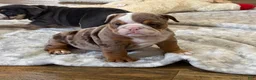 English Bulldog dogs for sale: Perfection - Ad 6