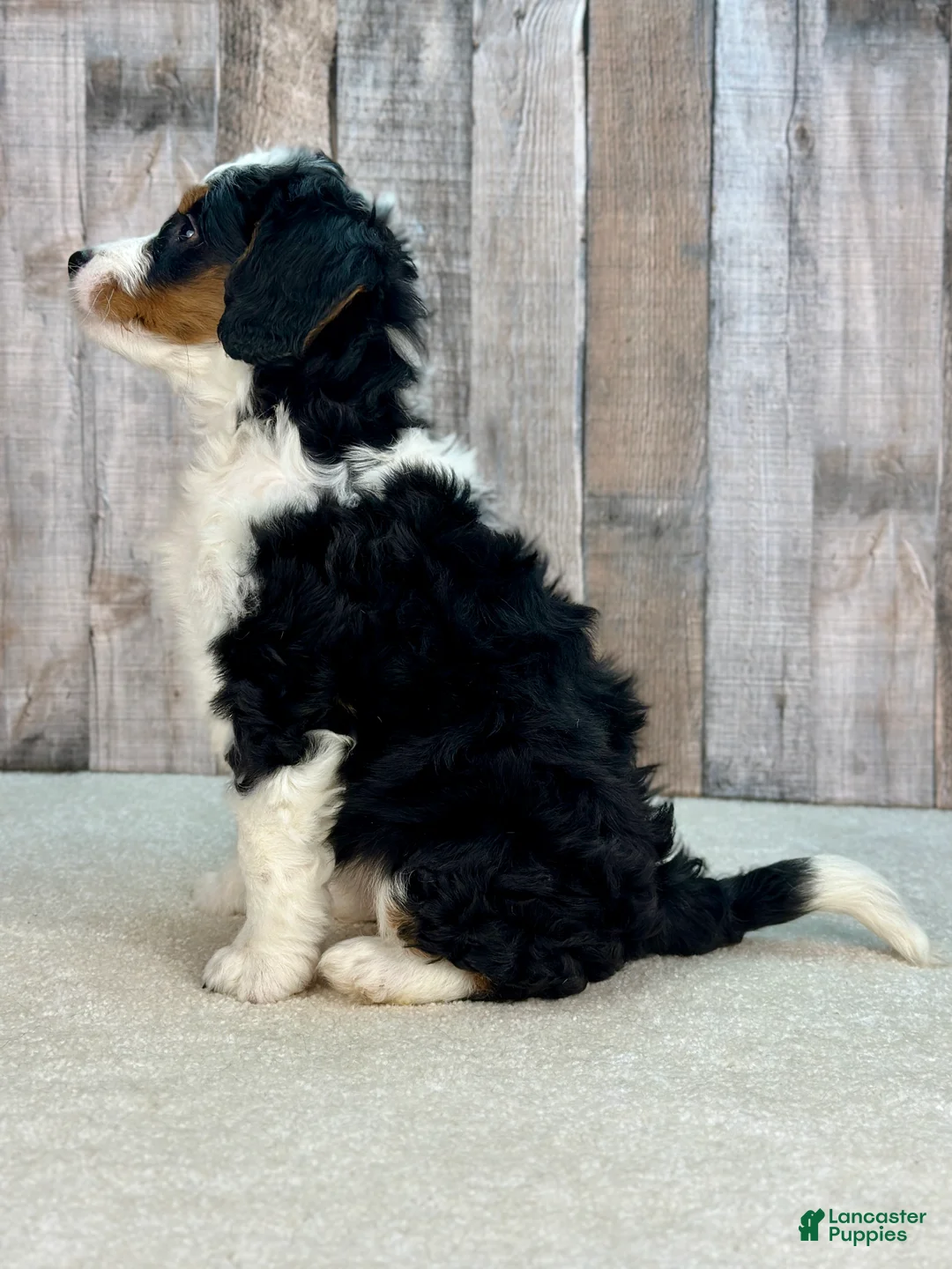 Mini Bernedoodle dogs for sale: Poppy - Ad 4