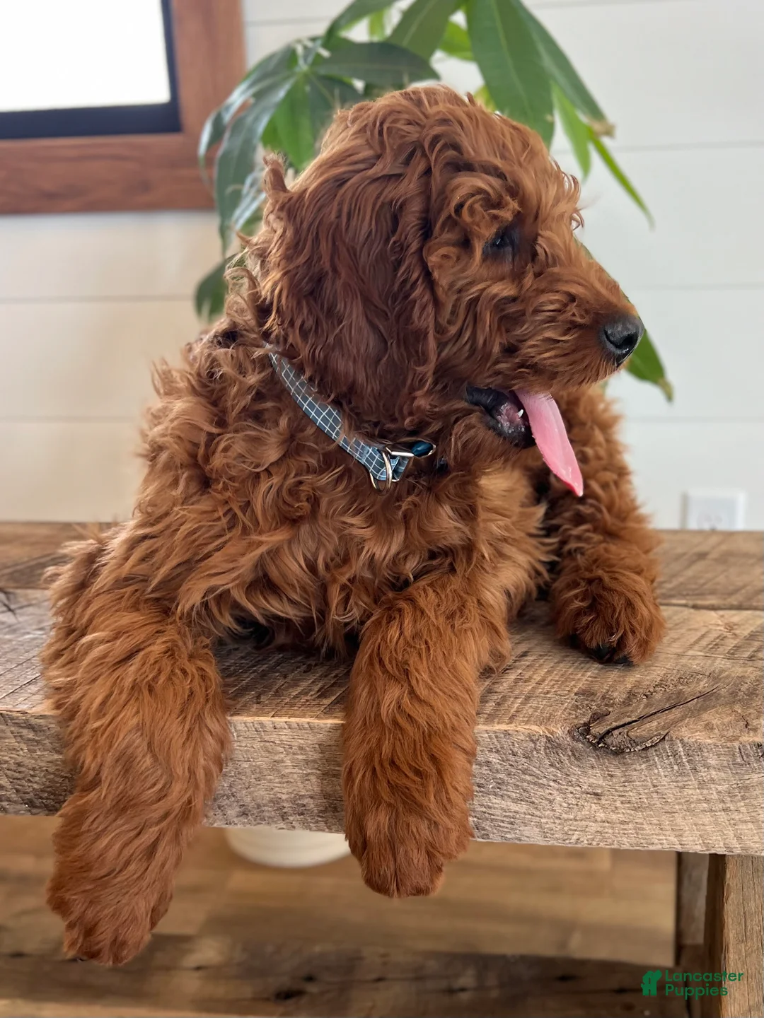Irish Doodle dogs for sale: Copper - Ad 9
