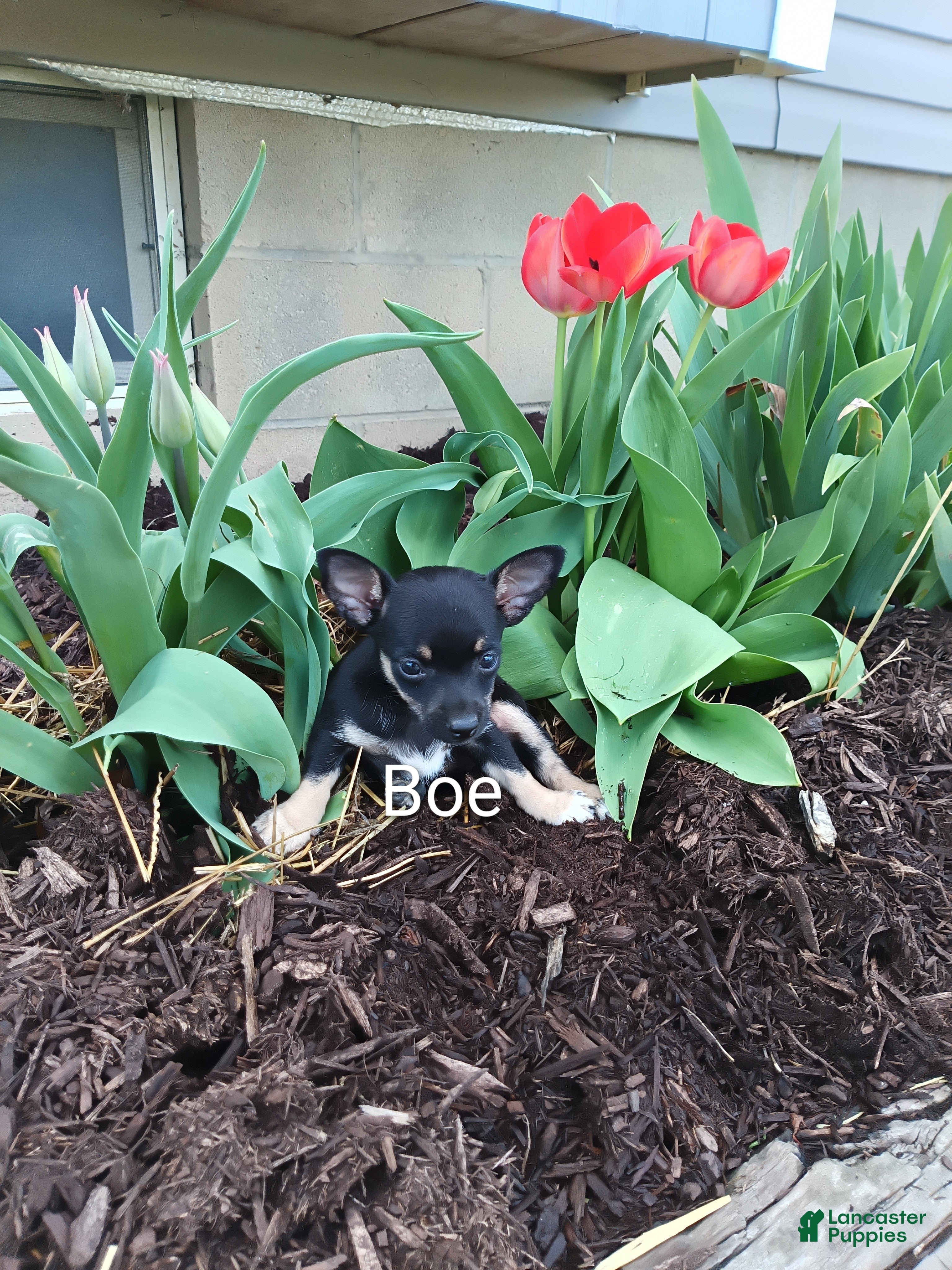 Chihuahua dogs Chihuahua Puppy 1 - Ad 42