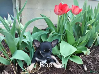 Chihuahua dogs Chihuahua Puppy 1 - Ad 42