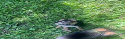 German Shepherd dogs for sale: Tiny girl - Ad 17