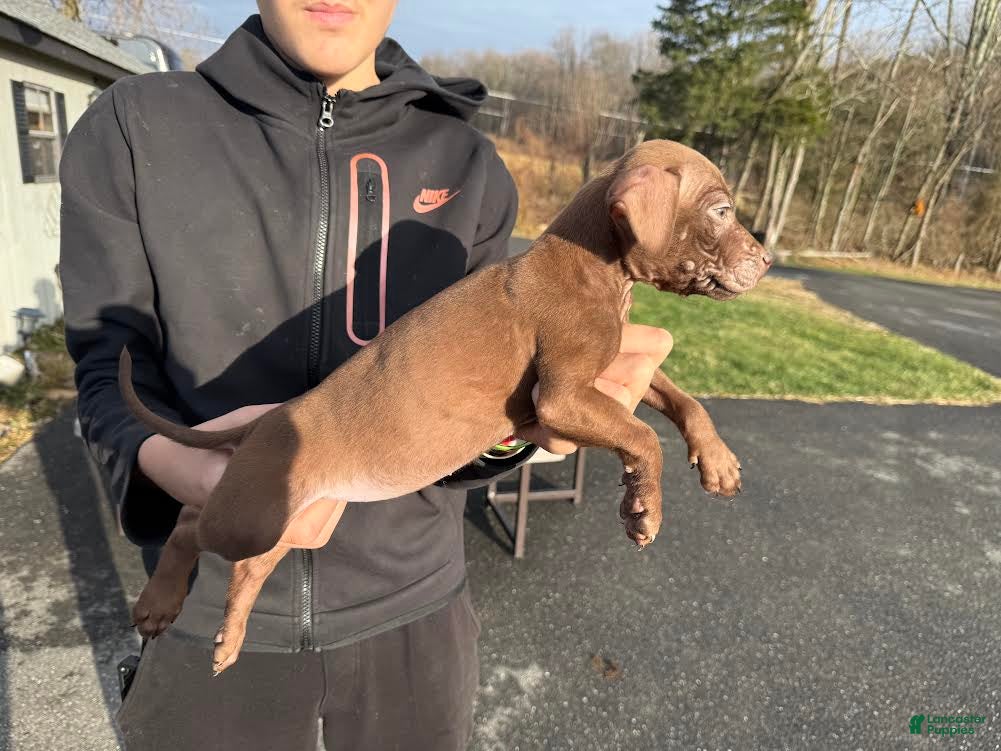 American Pit Bull Terrier dogs American Pit Bull Terrier Puppy 3 - Ad 1