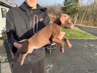 American Pit Bull Terrier dogs American Pit Bull Terrier Puppy 3 - Ad 2