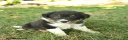 Border Collie dogs for sale: Hero  - Ad 4