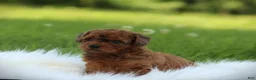 Bichpoo dogs for sale: Niagara - Ad 5