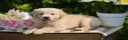 Golden Retriever dogs for sale: Farhan - Ad 1