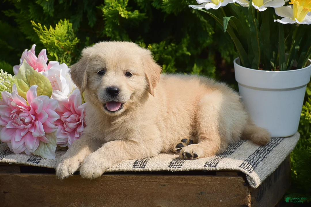 Golden Retriever dogs for sale: Farhan - Ad 1