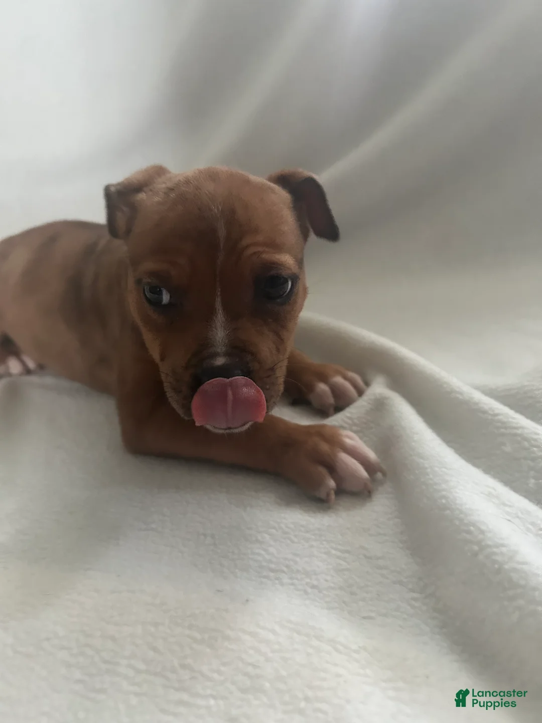 American Bully dogs for sale: American Bully Puppy 1 - Ad 2