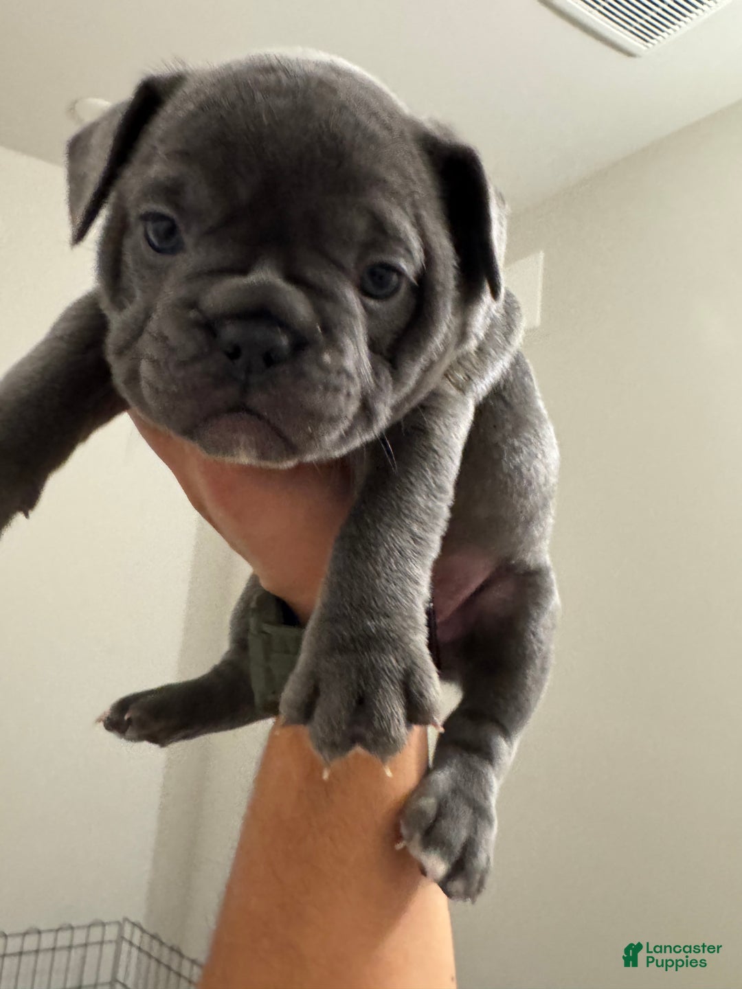 French Bulldog dogs for sale: Maximus - Ad 4