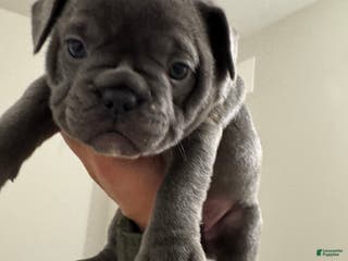 French Bulldog dogs Maximus - Ad 15