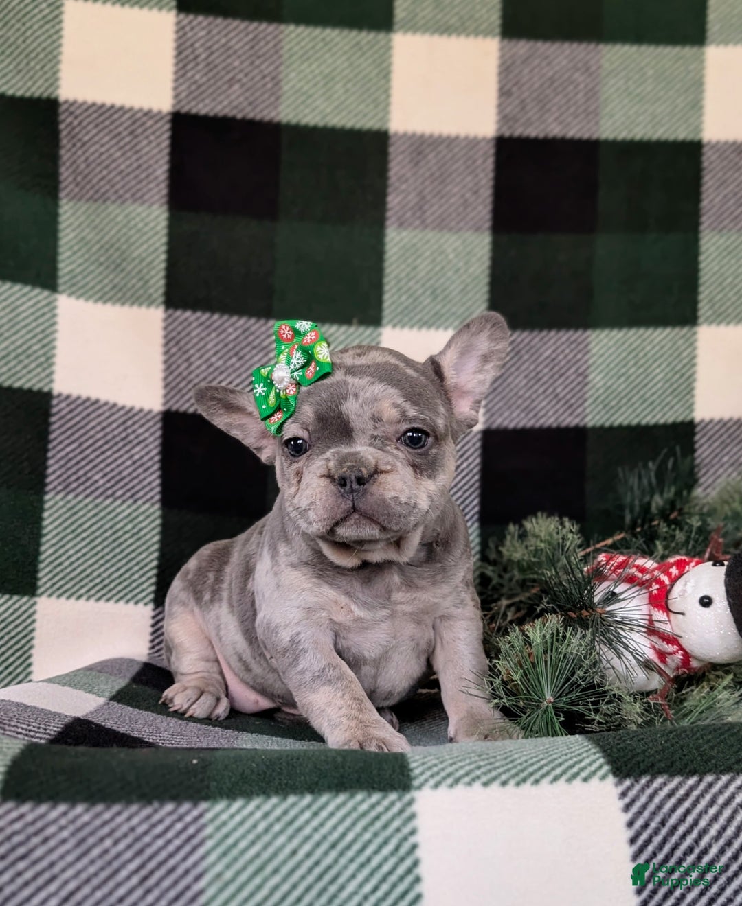 French Bulldog dogs for sale: Darby - Ad 1