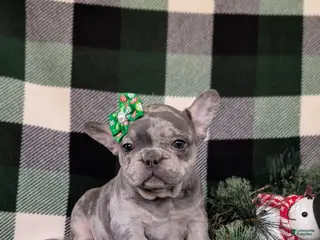 French Bulldog dogs Darby - Ad 11