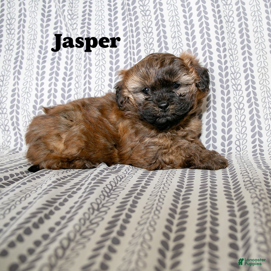 Mixed Breed dogs Jasper - Ad 2