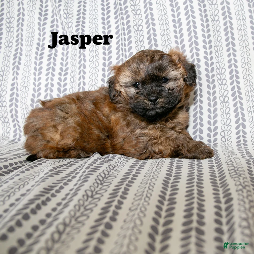 Mixed Breed dogs for sale: Jasper - Ad 2