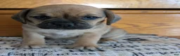 Puggle dogs for sale: Kandi  - Ad 18