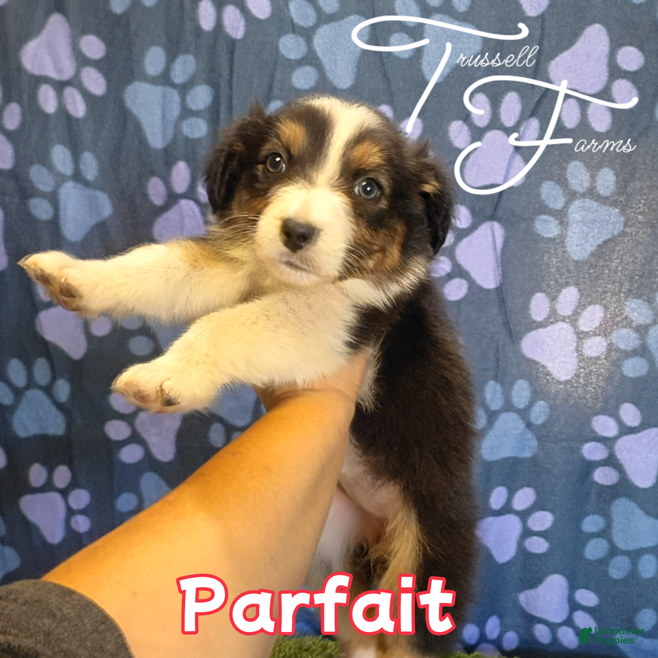 Australian Shepherd dogs Parfait - Ad 1