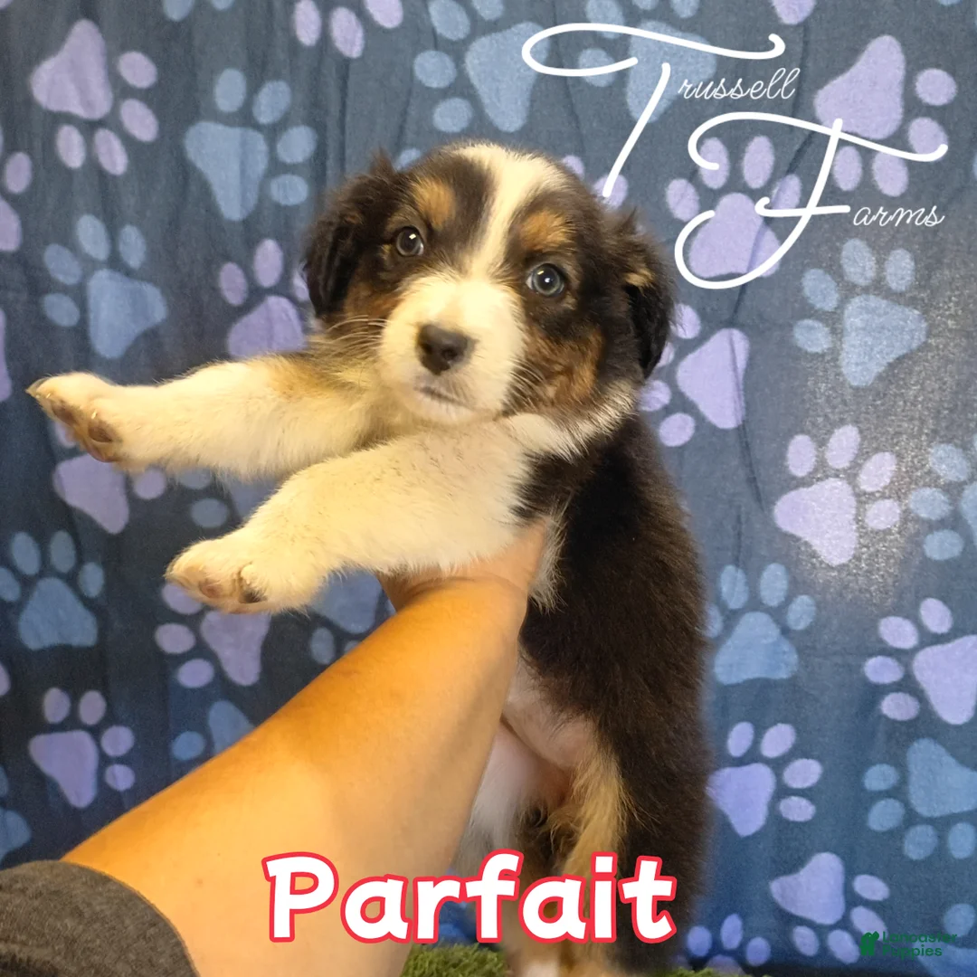 Australian Shepherd dogs for sale: Parfait - Ad 1