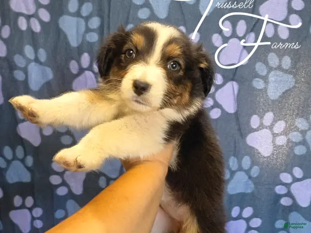 Australian Shepherd dogs for sale: Parfait - Ad 1