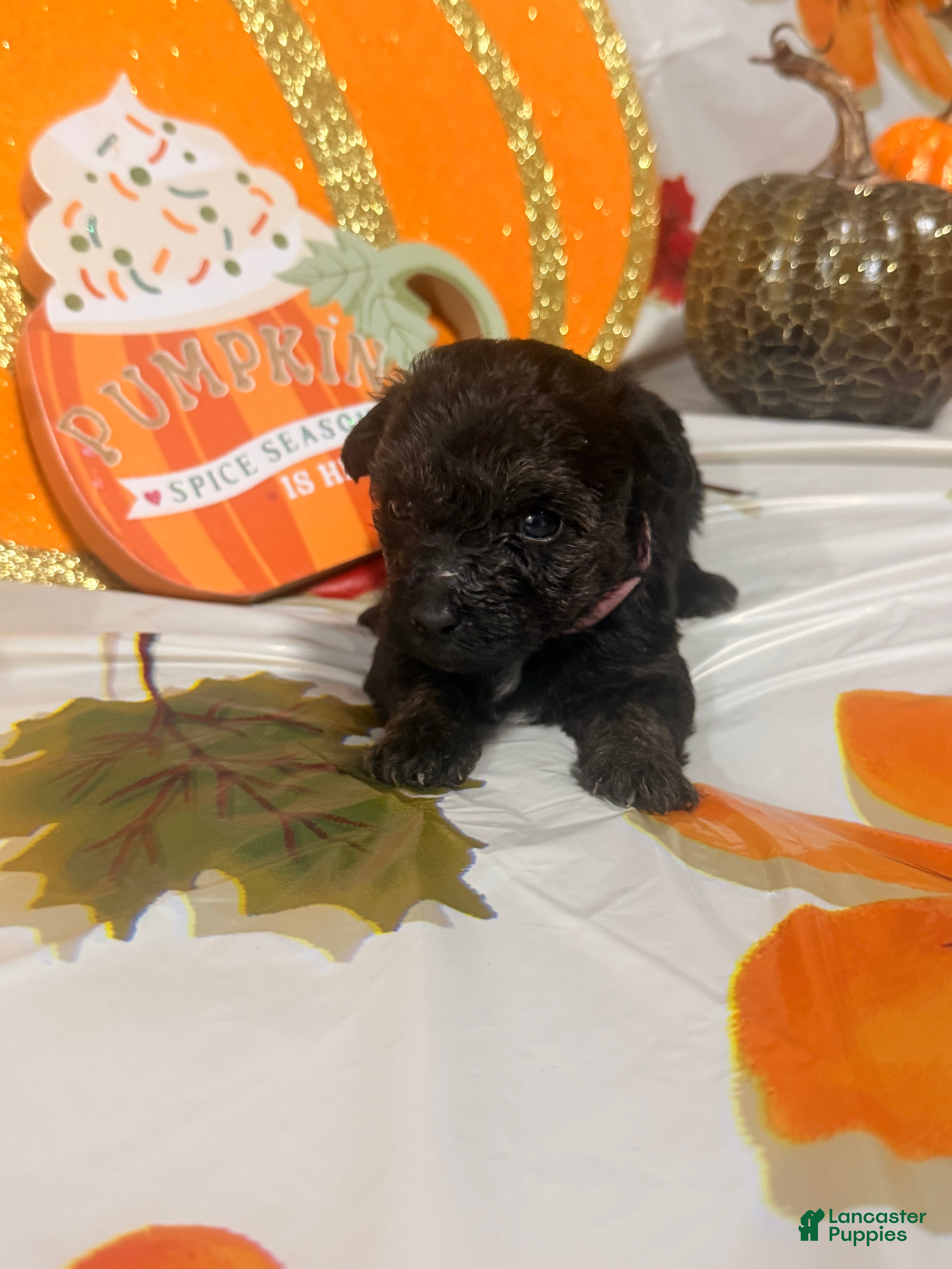 Yorkiepoo dogs Yorkiepoo 6 - Ad 11