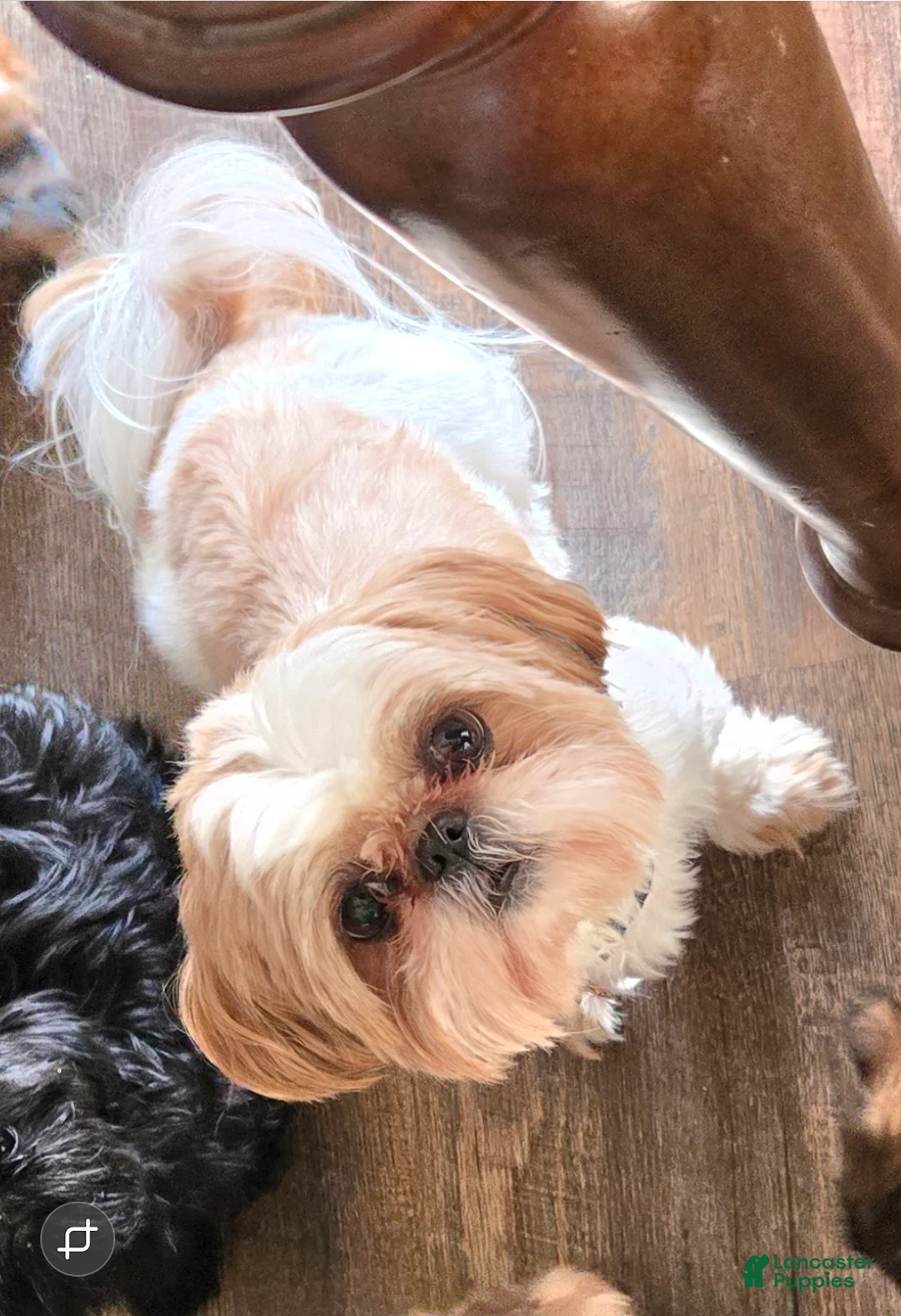 Shih Tzu dogs for sale: Dallas - Ad 37