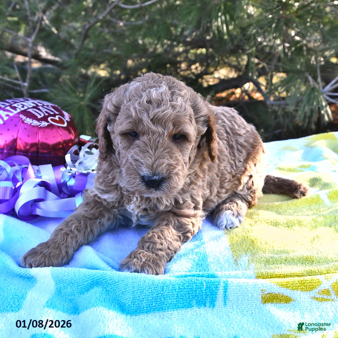 Mini Goldendoodle dogs for sale: Oscar - Ad 2